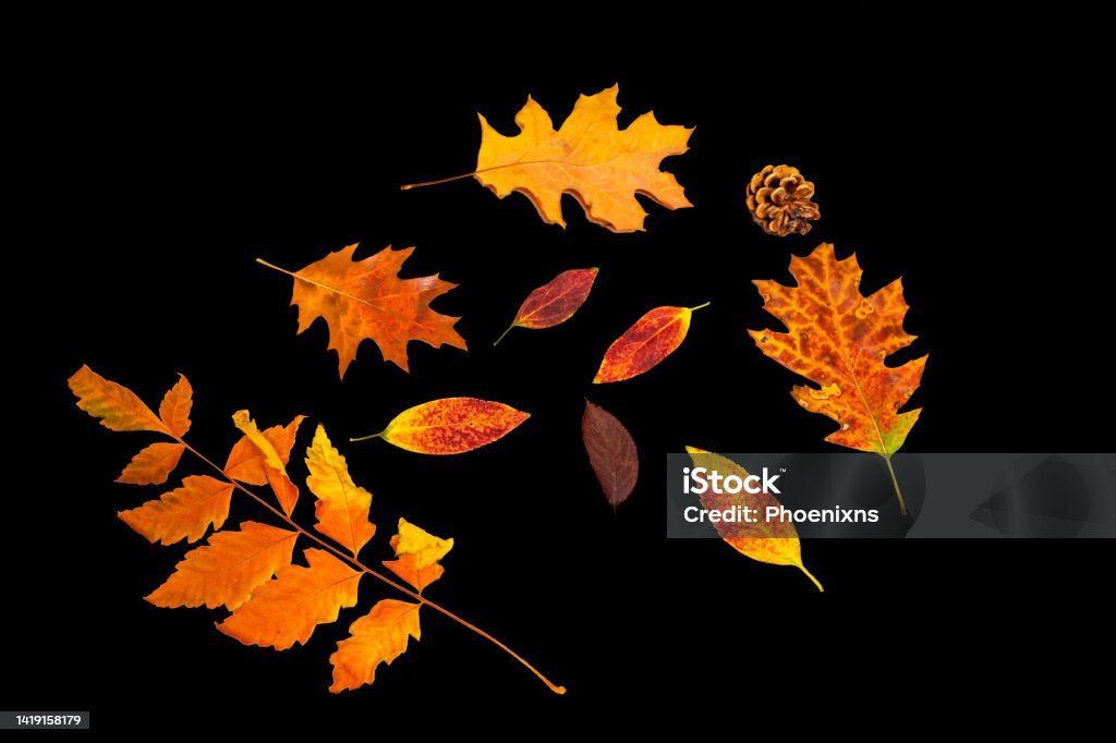 Fall season leaves on black background, bunch of deferent leaves and pinecone Autumn Leaf Color Stock Photo