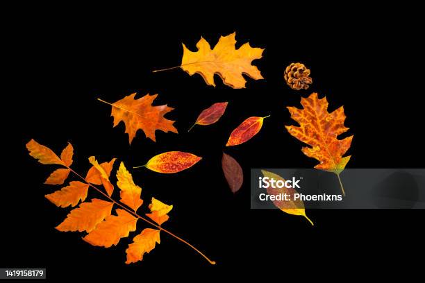 Fall Season Leaves On Black Background Bunch Of Deferent Leaves And Pinecone Stock Photo - Download Image Now
