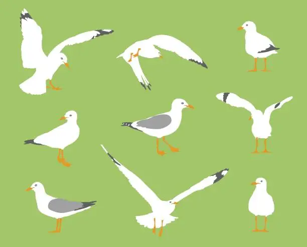 Vector illustration of Seagull Behavior Flat Design Green