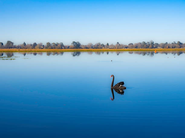 The beautiful black swan swims in a pond very gracefully