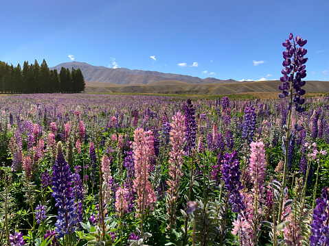 Lupine field in San Pedro de Atacama, Chile