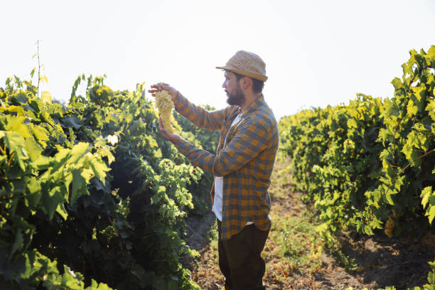 istock Young man harvesting grapes at his vineyard in an evening sunset. 1419160128