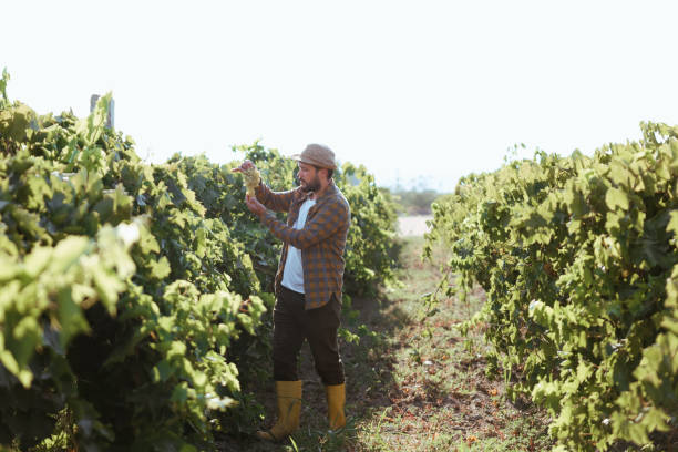 istock Young man harvesting grapes at his vineyard in an evening sunset. 1419160196