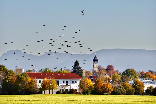 Panorama of the city. The mountains behind Bad Aibling. The main church of Bad Aibling in autumn. A flock of black ravens flies over the city. Autumn Bavarian town. The church in the autumn forest.
