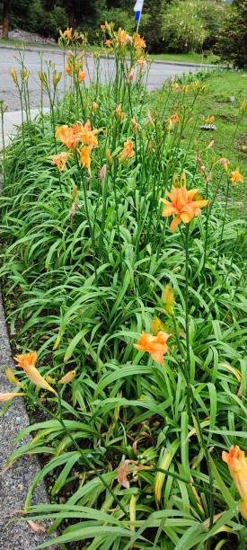 istock Ditch lily or day lily flower 1419161887