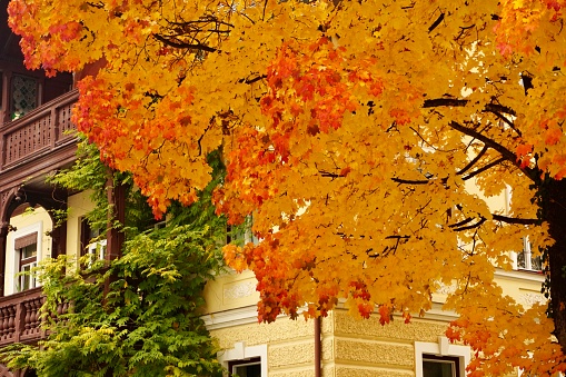Colourful autumn in center city Philadelphia