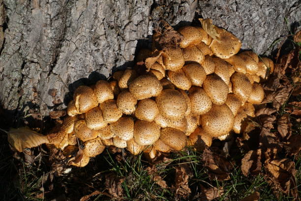 Armillaria mellea, commonly known as honey fungus, is a basidiomycete fungus in the genus Armillaria. It is a plant pathogen and part of a cryptic species complex of closely related and morphologically similar species. armillaria mellea, comúnmente conocido como hongo de la miel, es un hongo basidiomiceto del género armillaria. es un patógeno vegetal y parte de un complejo de especies crípticas de especies estrechamente relacionadas y morfológicamente similares.