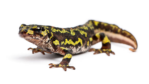 istock Marbled Newt - Triturus marmoratus 141916826