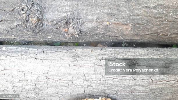Preparing For Winter Harvested Firewood For The Winter Firebox Wood Background Design Photography Nature Template Plant Modern Stock Photo - Download Image Now