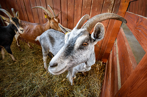 Portrait of a gray goat in front of a herd. The photo was taken in the barn.