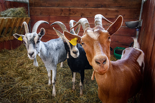 A closeup shot of a mad goat with a blurred background