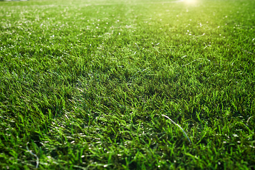 Football lawn. Soccer field. Green artificial grass.