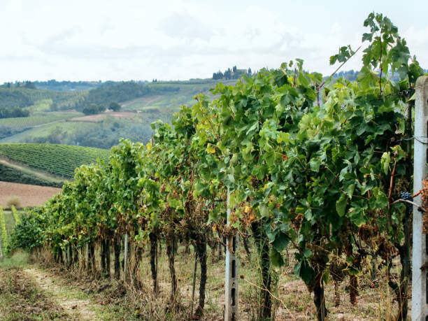 istock Vineyard in Tuscany, Italy 1419171424