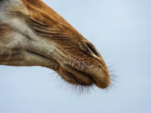 istock Close up of a giraffe snout 1419174337