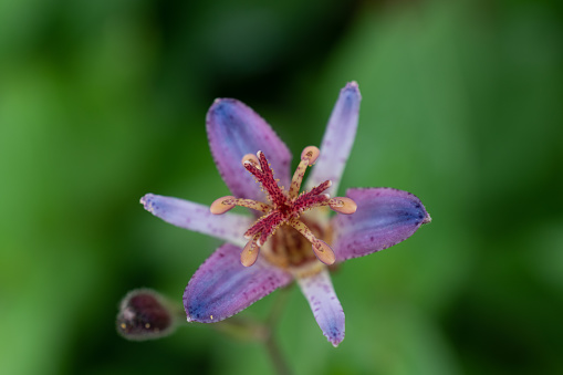 Purple japanese toad lily in summer
