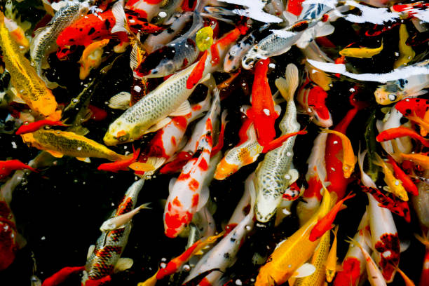 istock Many carp fish crowded of carp fish in pond background. 1419178512