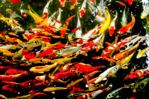 Many carp fish crowded of carp fish in pond background.