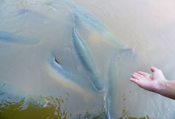 istock Amazon snakehead fish which is large is swimming in a large pool 1419178516