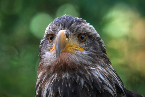 Juvenile Bald Eagle close-up of head.