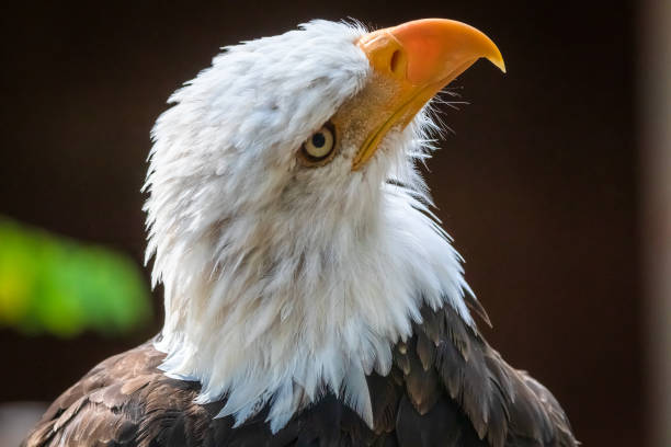 Bald Eagle Close-up Bald Eagle close-up of head. duncan british columbia stock pictures, royalty-free photos & images