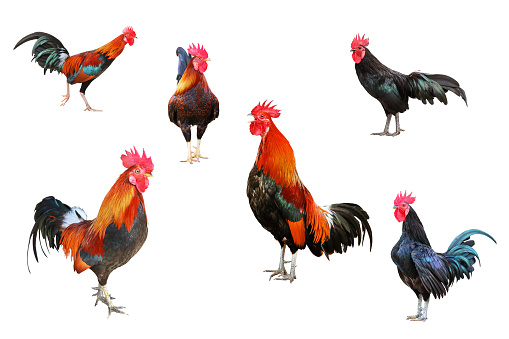 Set of rooster isolate on white background.