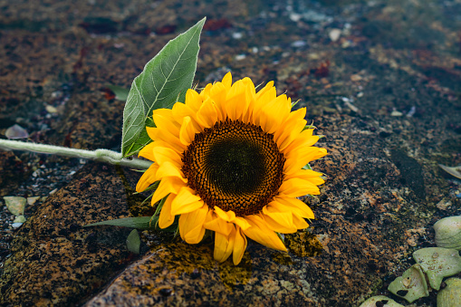 Sunflower on a rocky ground.