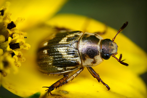 Side-view of a brown tiger beetle with cream white spots on the elytra, situated on a Danish beach (Northern dune tiger beetle, Cicindela hybrida)