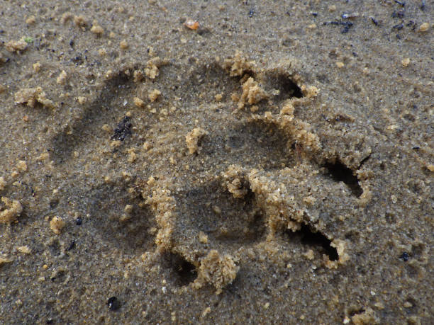A dog paw print in wet sand.