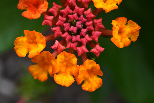 A close up of Lantana Camara Flowers.