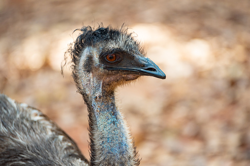African ostrich standing and strolling around in zoo and forest with dead and dried leaves fallen on earth with nature