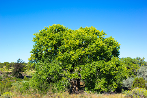 Single Vibrant Green Cottonwood Tree in Sunny Summer Field. Shot near Santa Fe, NM.