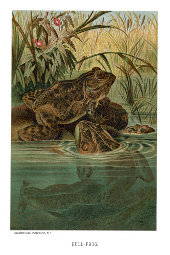 Chromolithograph of bullfrogs, Lithobates catesbeianus, in a pond. Printed by L. Prang & Co. Published in 1885.