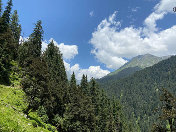High altitude mountains covered with cedar trees in himachal pradesh, India High altitude mountains covered with cedar trees in himachal pradesh, India. betula utilis stock pictures, royalty-free photos & images