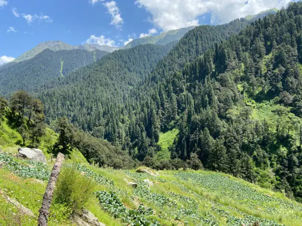 Beautiful himalayan mountains and cauliflowers in step or terrace fields in himachal pradesh, India.