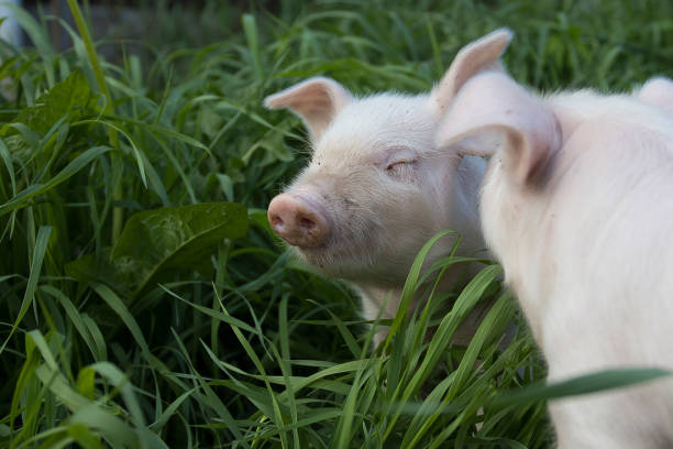 istock Two white cute pigs walk on the green grass and look at the camera and study everything around. 1419193477