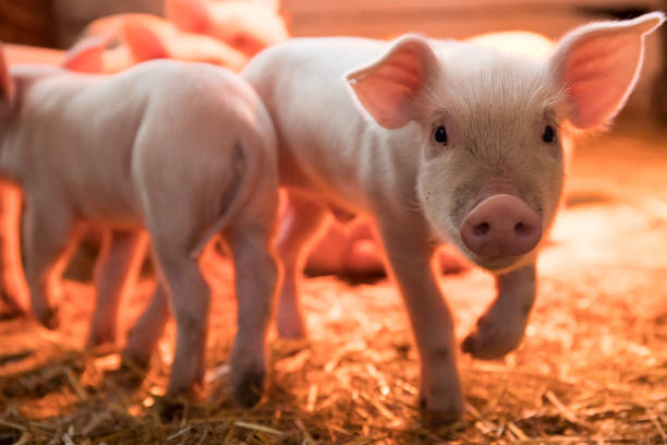 かわいい小さな新生児の子豚は照明灯の下の納屋に住んでいます - pig ストックフォトと画像