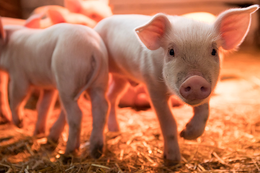 Cute little newborn piglets live in a barn under a lighting lamp