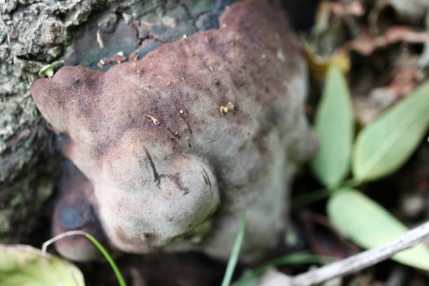 chacobutake (daldinia concentrica), rosnąca u podstawy drzewa. - orange mushroom asia brown zdjęcia i obrazy z banku zdjęć