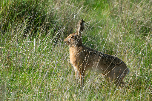 Large hare hiding in long grass