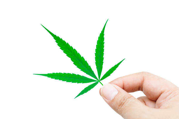 istock Male hand holding marijuana leaves isolated on white background with clipping path. 1419206957
