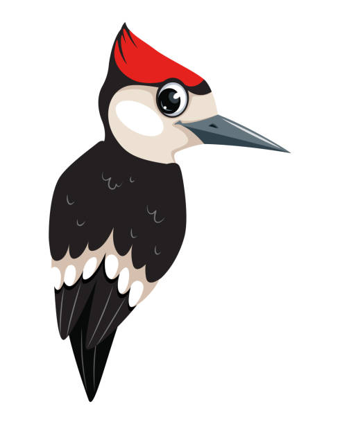 Forest bird woodpecker cartoon vector illustration in flat style Forest bird woodpecker cartoon vector illustration in flat style woodpecker stock illustrations