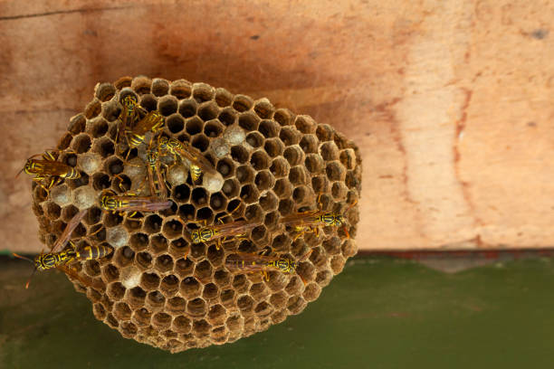 istock Bees on the honeycomb of the hive 1419208121