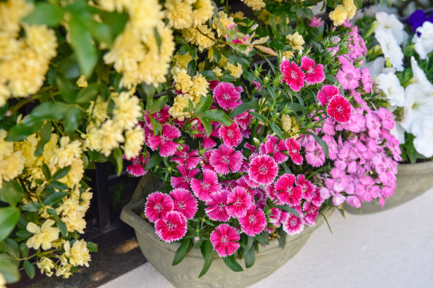 istock Colorful flowers 1419213623