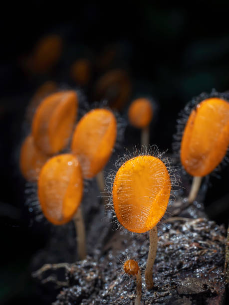 istock Mushroom in deep forest , cookeina tricholoma 1419214435