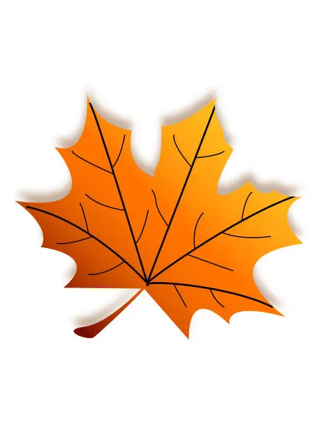 Vector illustration of Sepia Autumn Maple Leaf on a white  background