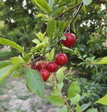 A bunch of delicious ripe red plums hanging on tree