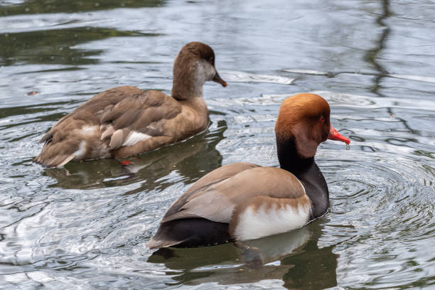 Red-crested pochard on the pond, Netta rufina Red-crested pochard on the pond, Netta rufina netta rufina stock pictures, royalty-free photos & images