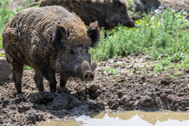 istock Wild boar on the edge of a muddy pond 1419217697