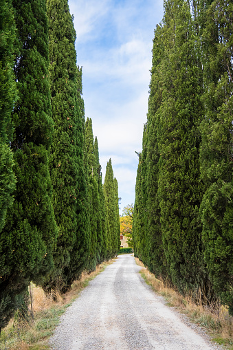 Country road lined by cypress trees