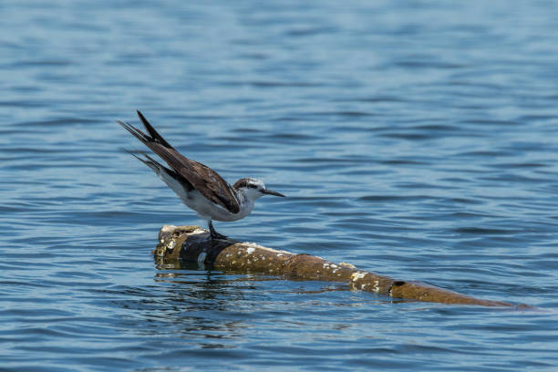 незрелая уздечка, сидящая на флотсаме - sooty tern стоковые фото и изображения